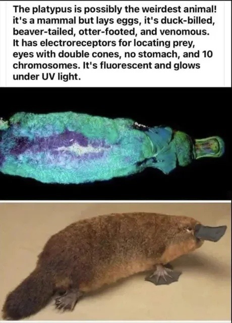 weird creature - meme