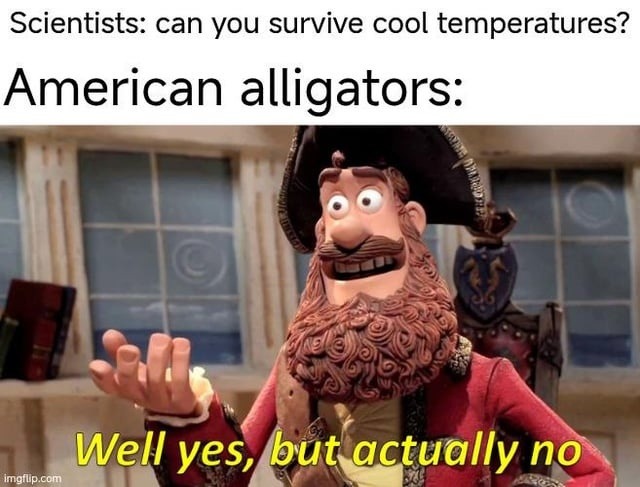 Alligator winter patch - meme