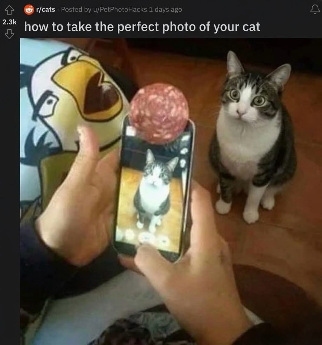 Cat photo tutorial - meme