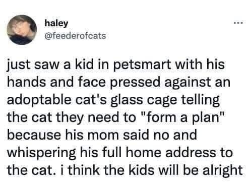 cat escape plan - meme