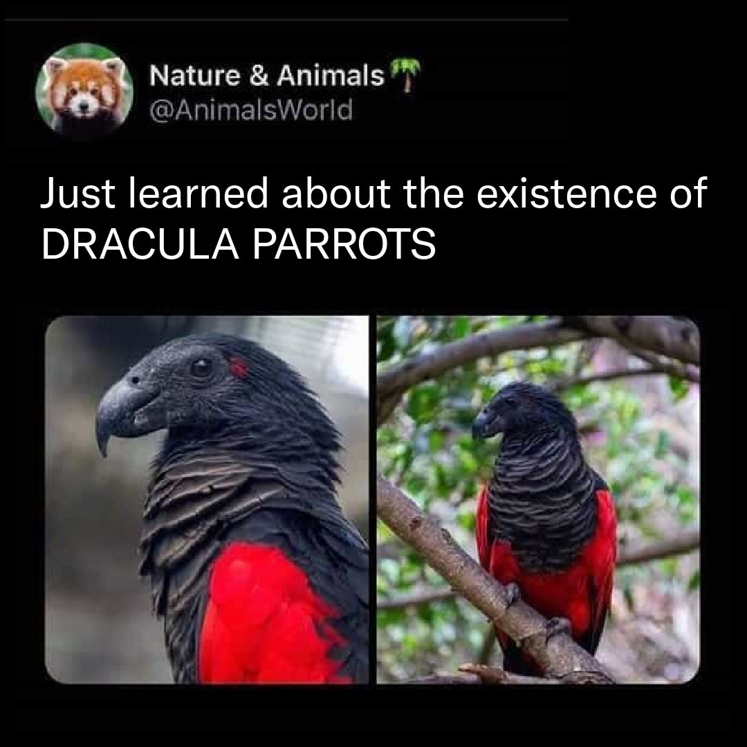dracula parrots - meme
