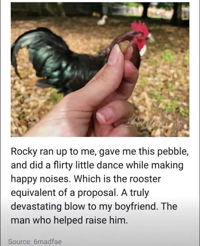 Bro should cockblock a cock...